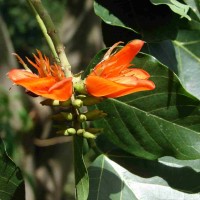 Erythrina subumbrans (Hassk.) Merr.